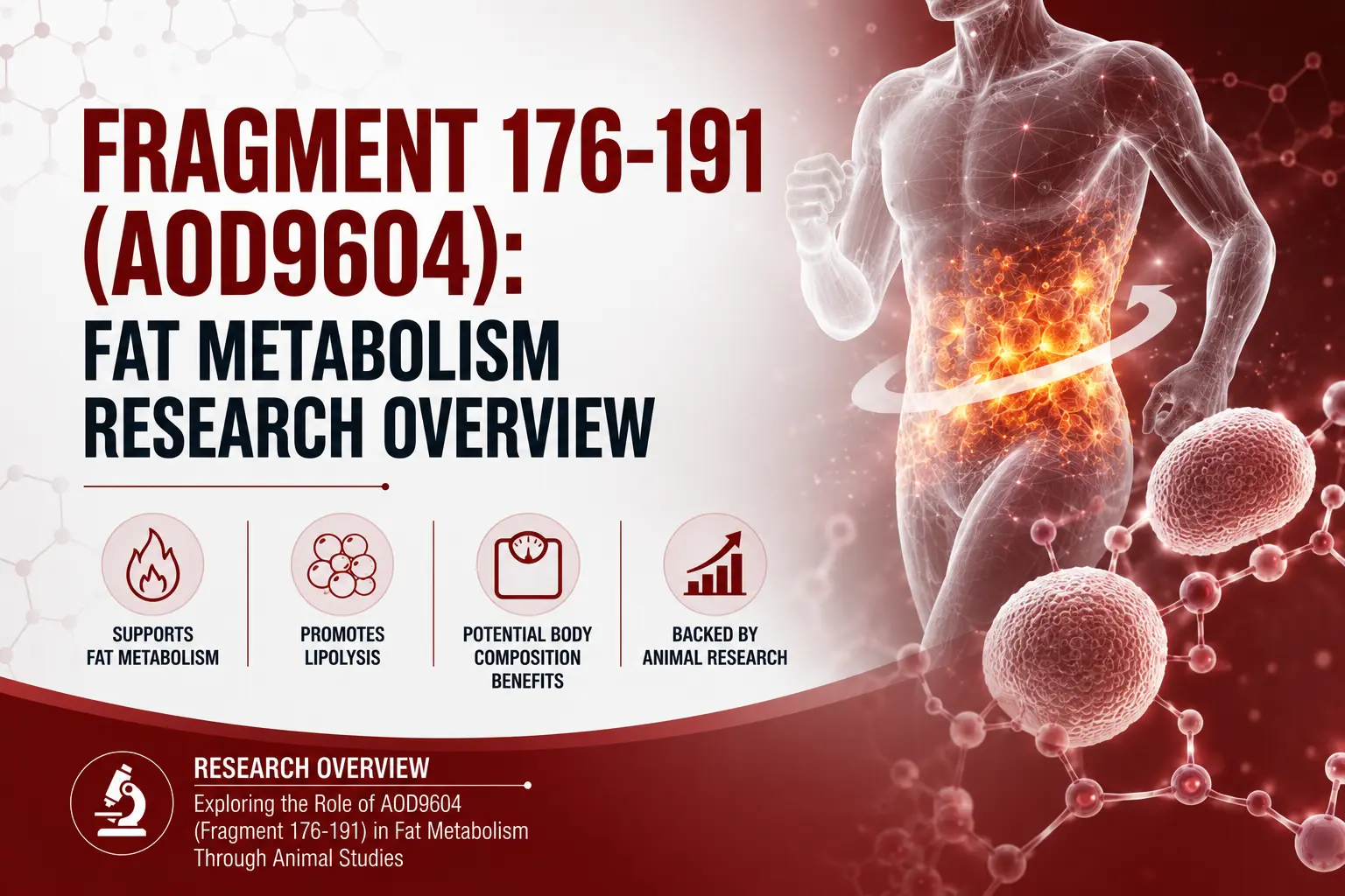 Fragment 176-191 (AOD9604): Fat Metabolism Research Overview