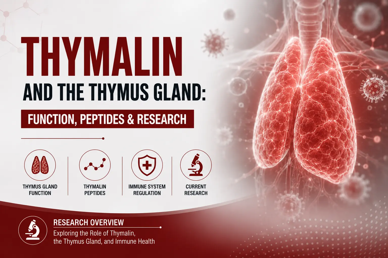 Thymalin and the Thymus Gland: Function, Peptides & Research